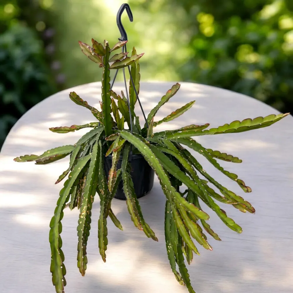 Lepismium cruciforme (Rhipsalis cruciformis)