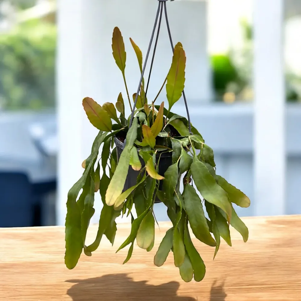 Lepismium houlletianum (Snowdrop Cactus)
