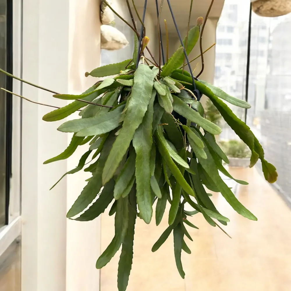 Lepismium houlletianum (Snowdrop Cactus)