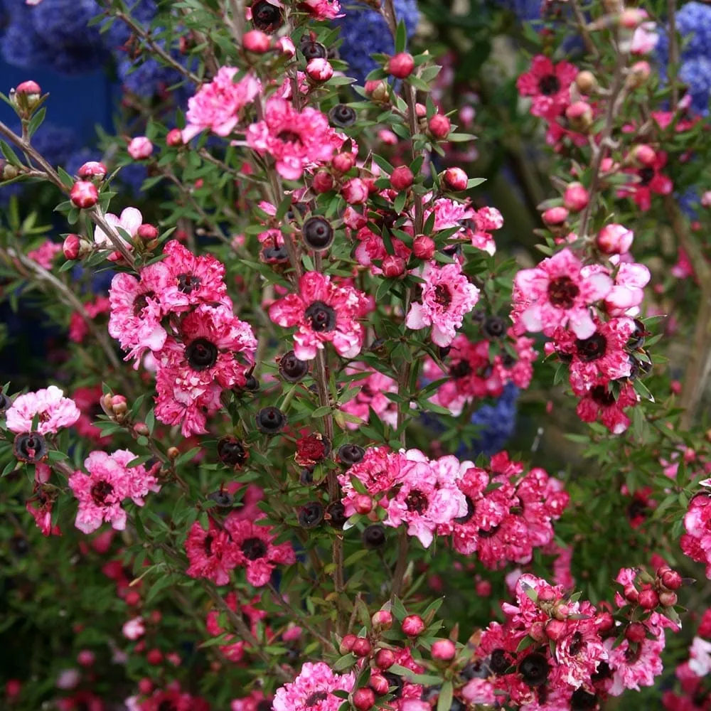 Leptospermum scoparium 'Coral Candy' (Tea Tree, Manuka) - flori duble roz