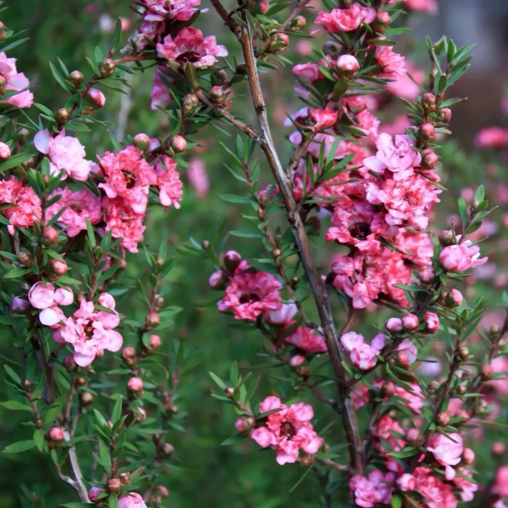 Leptospermum scoparium 'Coral Candy' (Tea Tree, Manuka) - flori duble roz