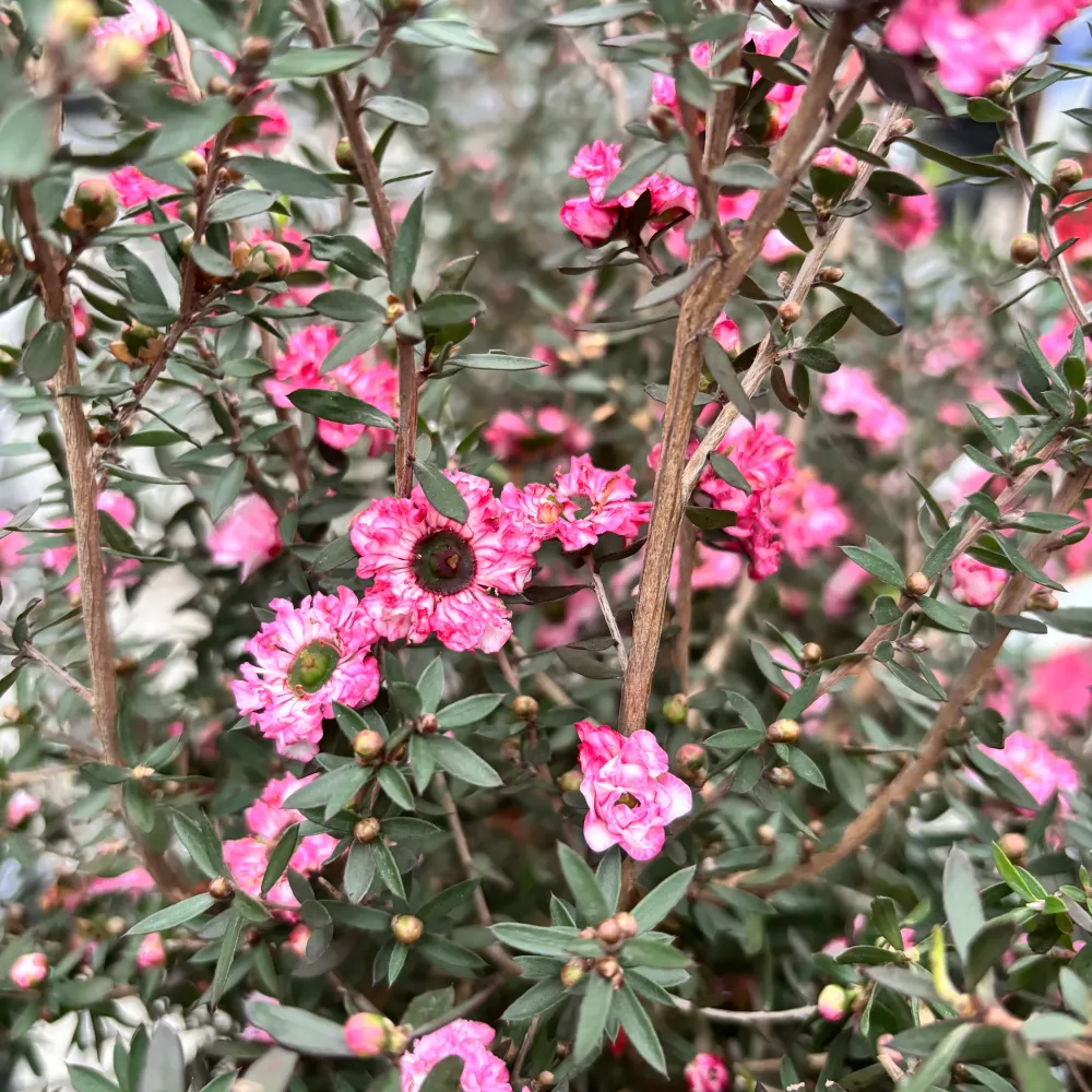 Leptospermum scoparium 'Coral Candy' (Tea Tree, Manuka) - flori duble roz