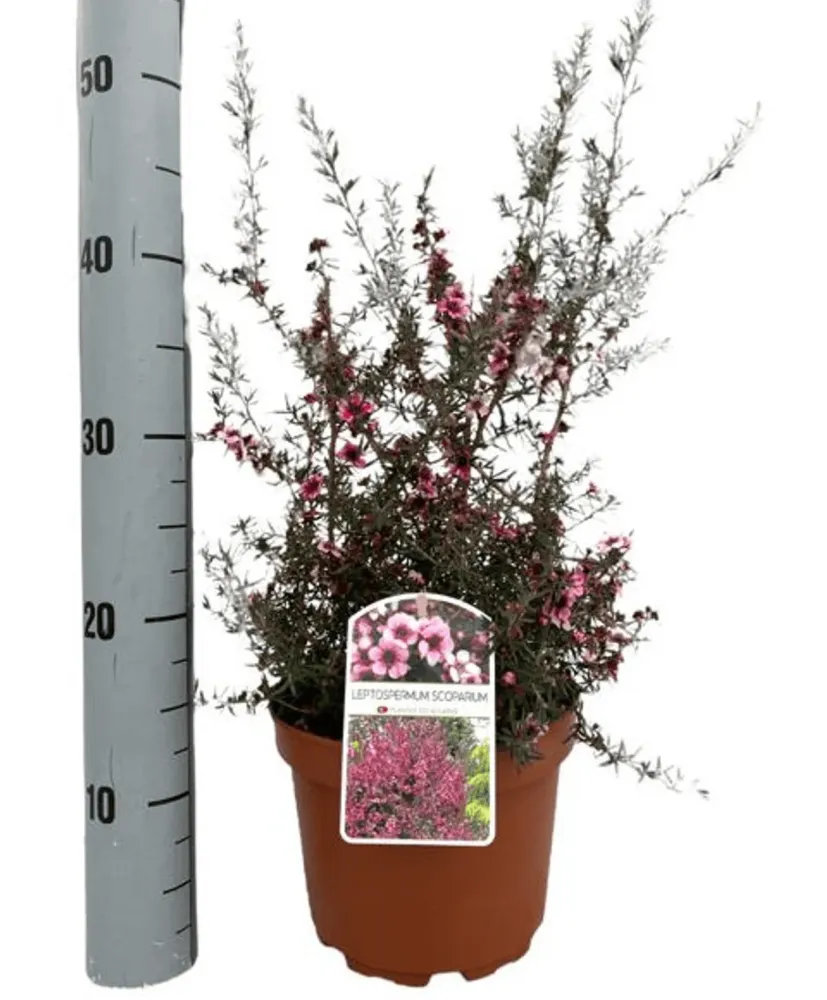 Leptospermum scoparium 'Coral Candy' (Tea Tree, Manuka) - flori duble roz