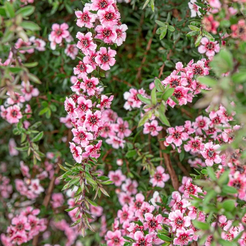 Leptospermum scoparium 'Martini' (Tea Tree, Manuka)