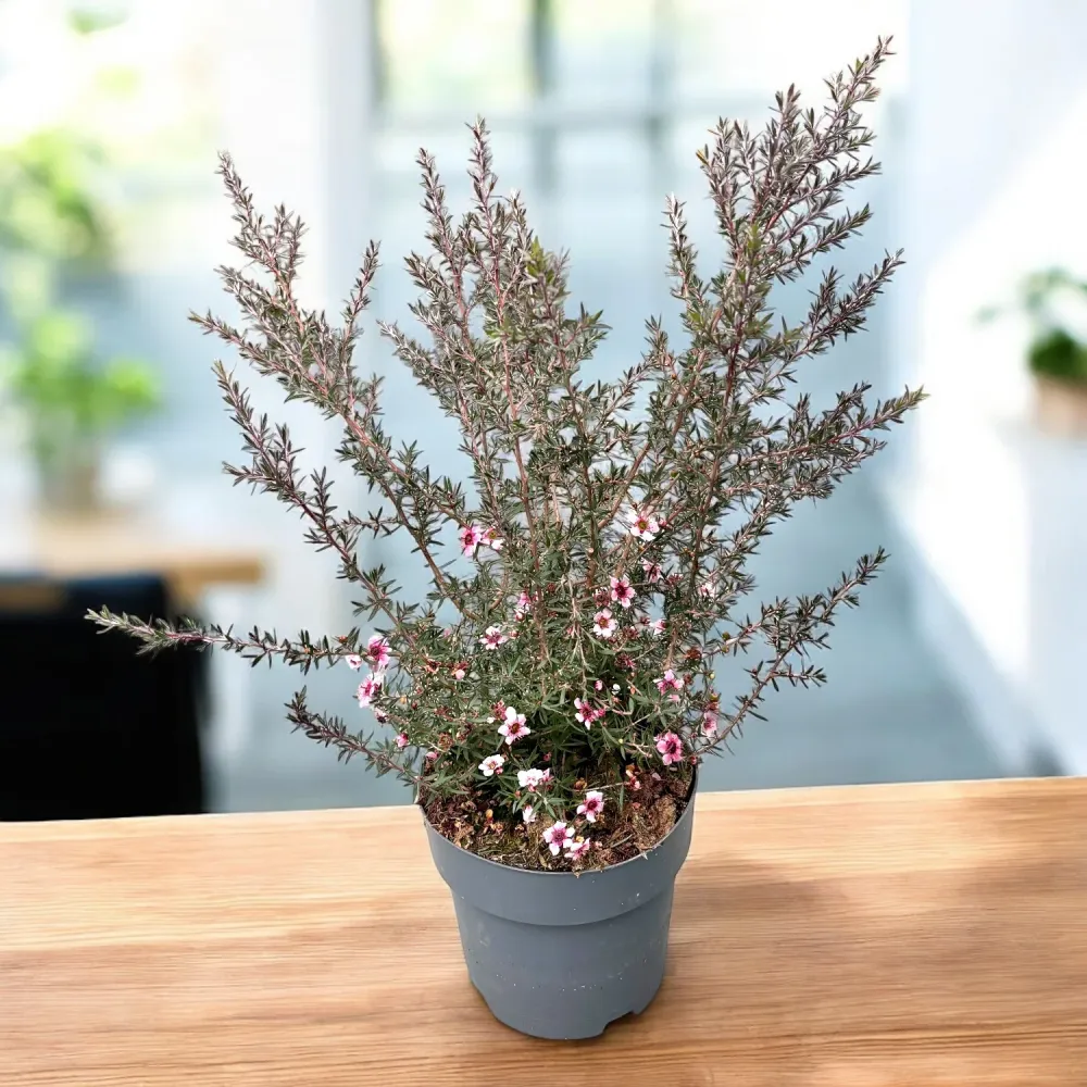 Leptospermum scoparium 'Martini' (Tea Tree, Manuka)