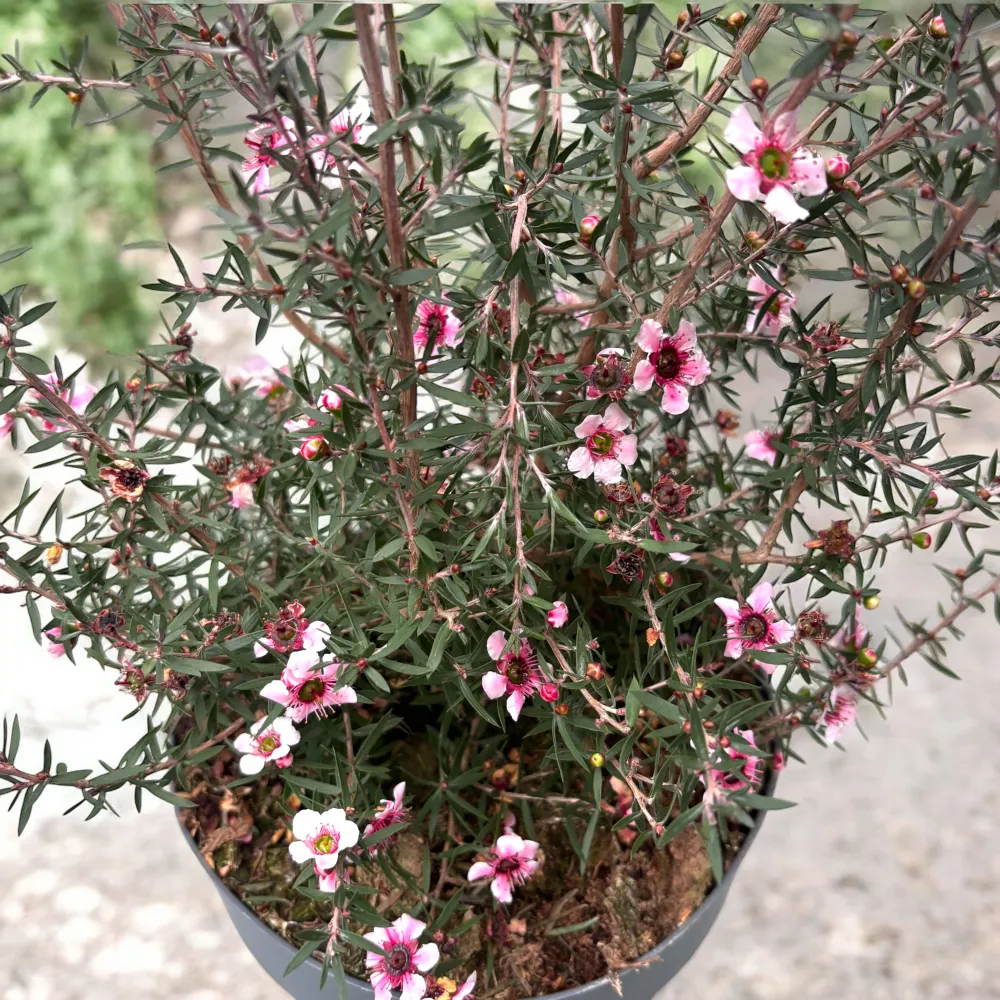 Leptospermum scoparium 'Martini' (Tea Tree, Manuka)