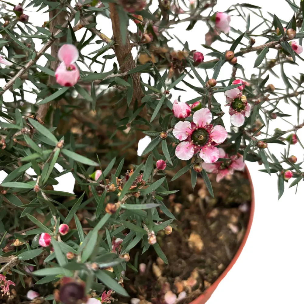 Leptospermum scoparium 'Martini' (Tea Tree, Manuka)