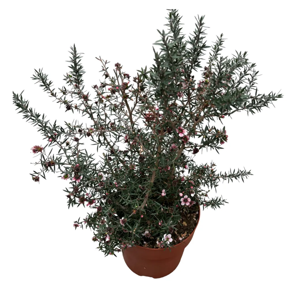 Leptospermum scoparium 'Martini' (Tea Tree, Manuka)