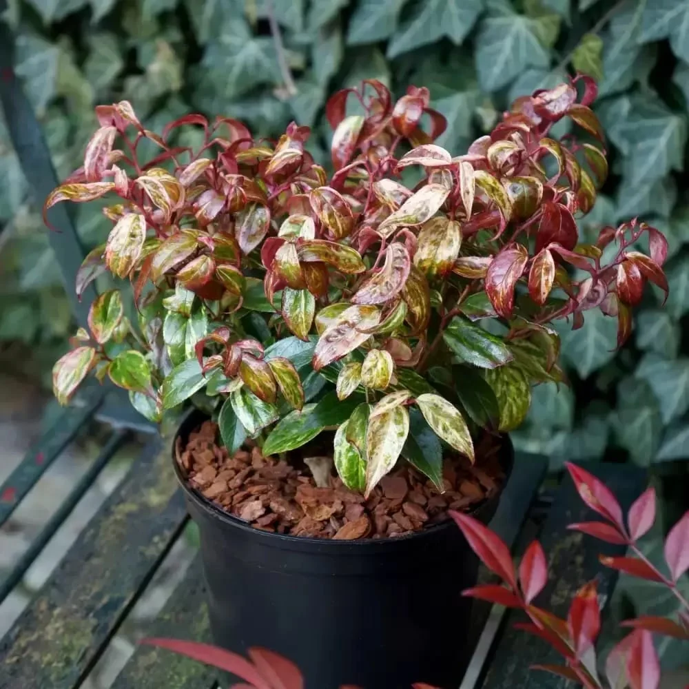 Leucothoe fontanesiana 'Makiejaz'® - evergreen, variegata