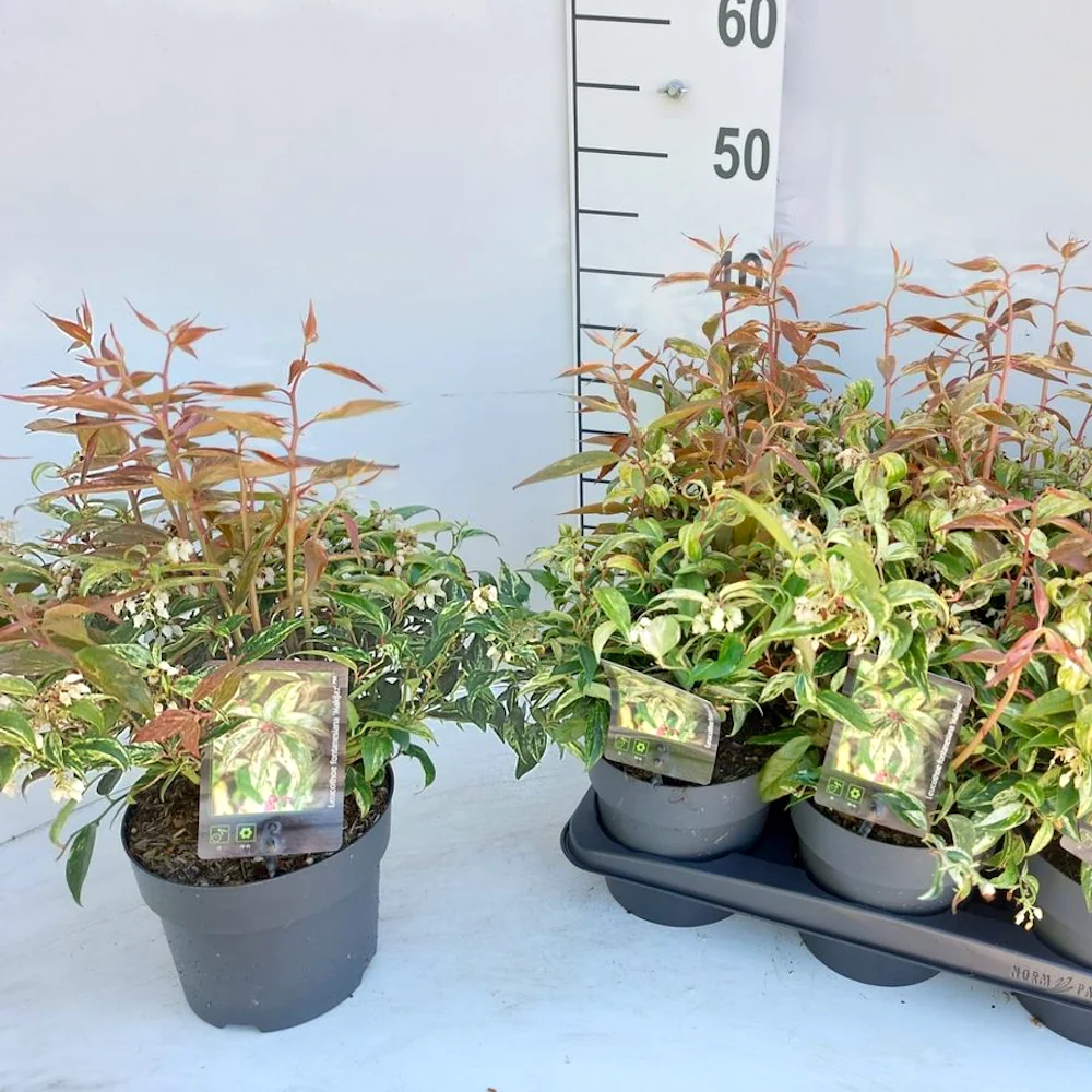 Leucothoe fontanesiana 'Makiejaz'® - evergreen, variegata