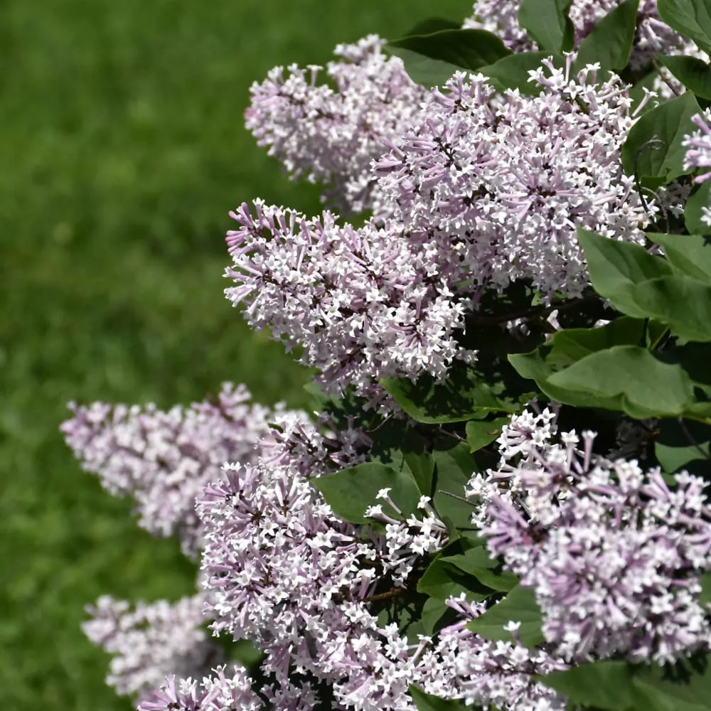 Liliac compact - Syringa patula 'Miss Kim' - flori parfumate, infloriri abundente