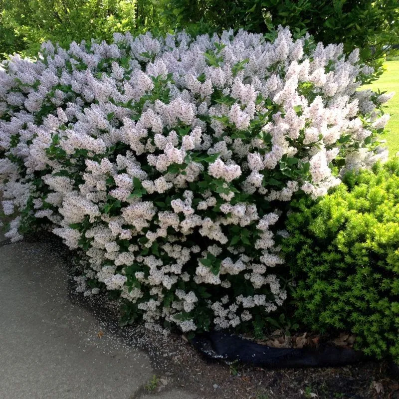 Liliac compact - Syringa patula 'Miss Kim' - flori parfumate, infloriri abundente