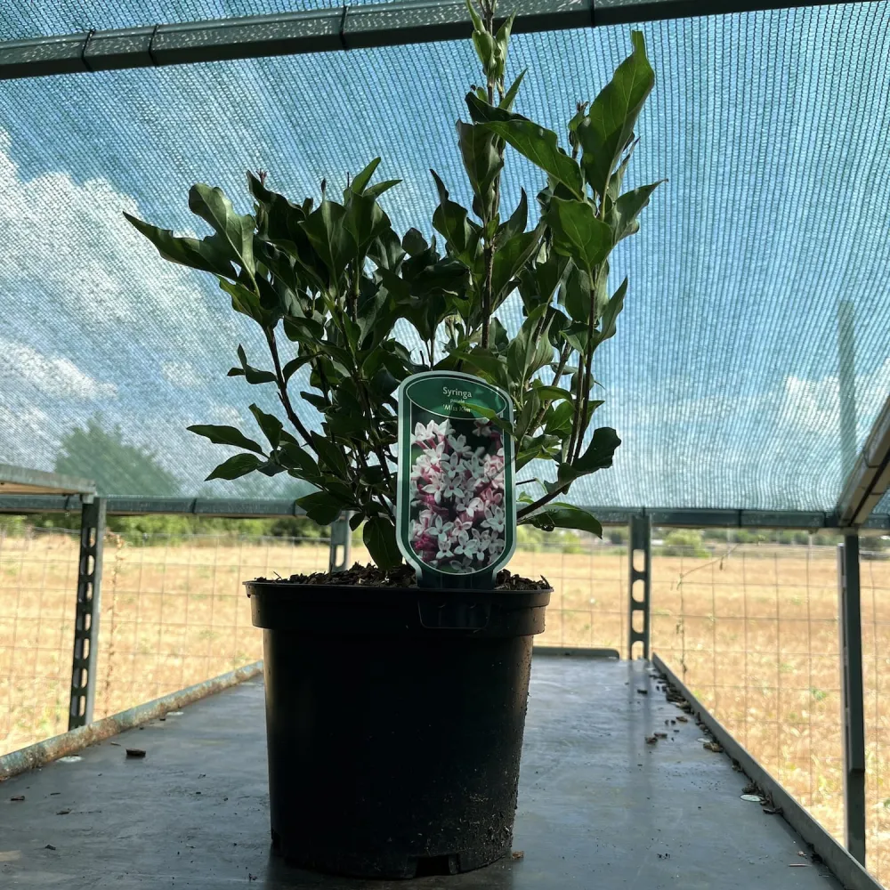 Liliac compact - Syringa patula 'Miss Kim' - flori parfumate, infloriri abundente