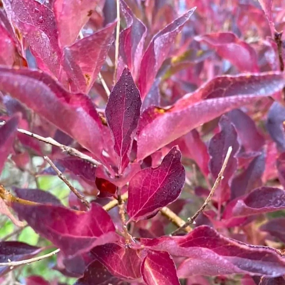 Liliac compact - Syringa patula 'Miss Kim' - flori parfumate, infloriri abundente