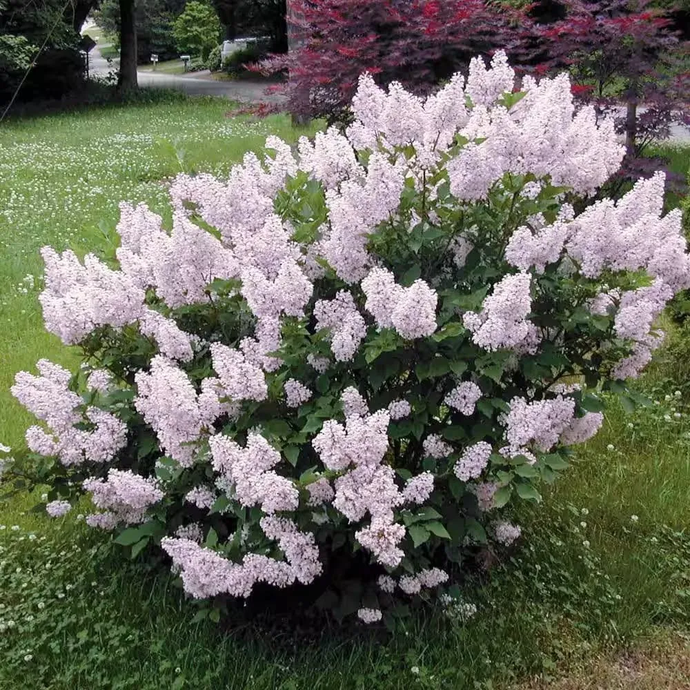 Liliac compact - Syringa patula 'Miss Kim' - flori parfumate, infloriri abundente
