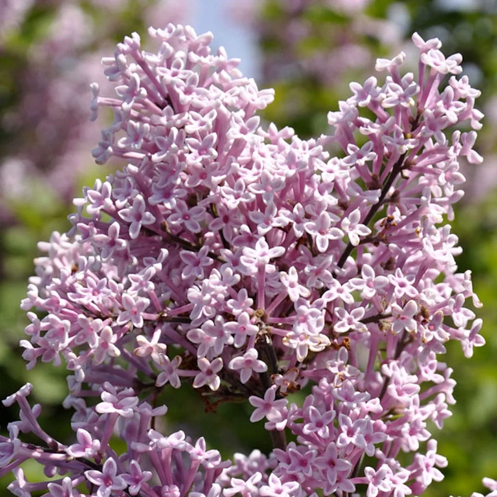 Liliac compact - Syringa vulgaris 'Josee' ('Morjos 060f') - flori foarte parfumate, reinflorire de vara
