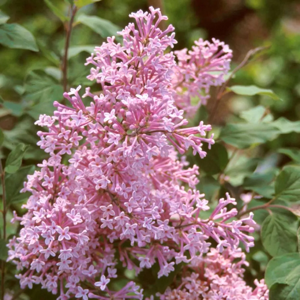 Liliac compact - Syringa vulgaris 'Josee' ('Morjos 060f') - flori foarte parfumate, reinflorire de vara