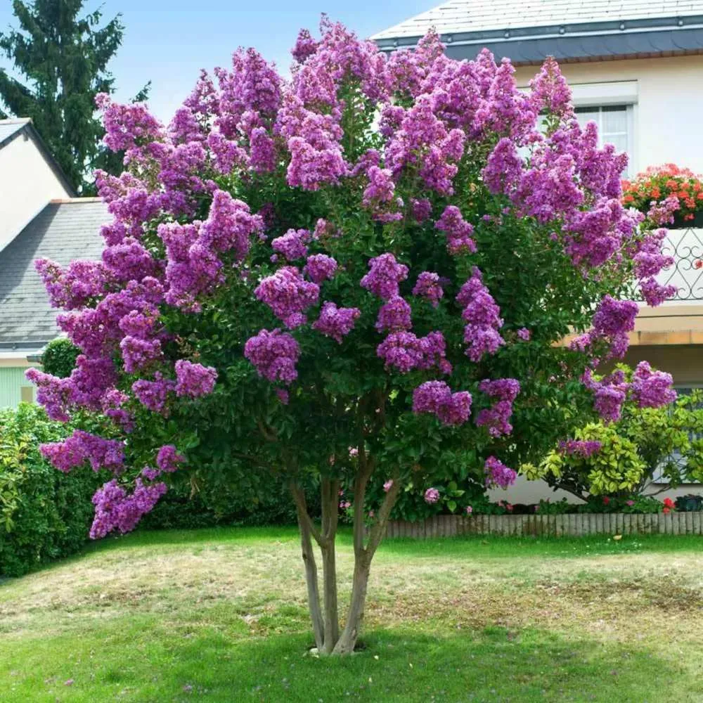 Liliac Indian Copac Purple Star, copac decorativ cu flori violet-purpuriu, inflorire lunga