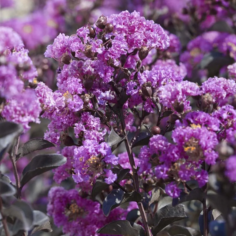 Liliac Indian Copac Purple Star, copac decorativ cu flori violet-purpuriu, inflorire lunga