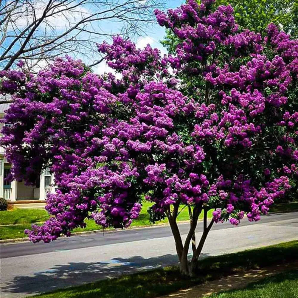Liliac Indian Copac Purple Star, copac decorativ cu flori violet-purpuriu, inflorire lunga