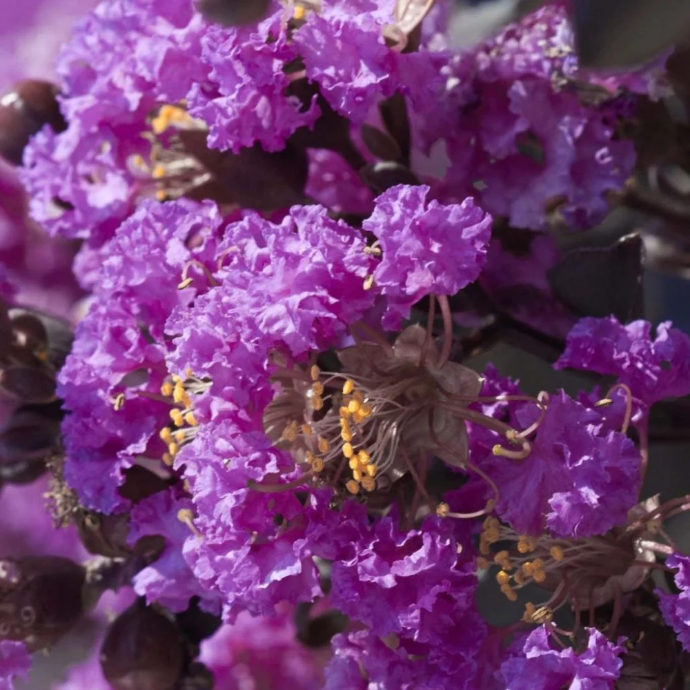Liliac Indian Copac Purple Star, copac decorativ cu flori violet-purpuriu, inflorire lunga
