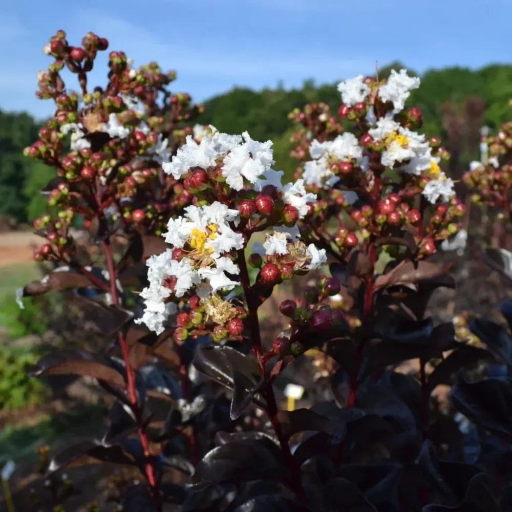 Liliac indian cu foliaj rosu si flori albe - Lagerstroemia indica 'Lunar Magic' (Crapemyrtle)