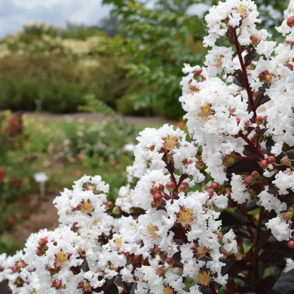 Liliac indian cu foliaj rosu si flori albe - Lagerstroemia indica 'Lunar Magic' (Crapemyrtle)