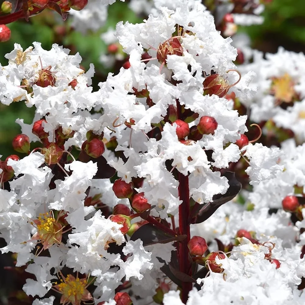 Liliac indian cu foliaj rosu si flori albe - Lagerstroemia indica 'Lunar Magic' (Crapemyrtle)