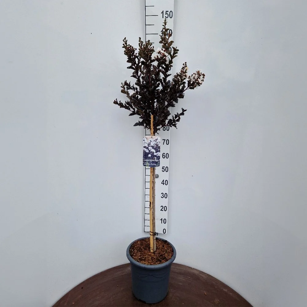 Liliac Indian Tip Copac Enduring Coconut Sorbet (Lagerstroemia Indica), copac ornamental cu flori albe parfumate, rezisten...