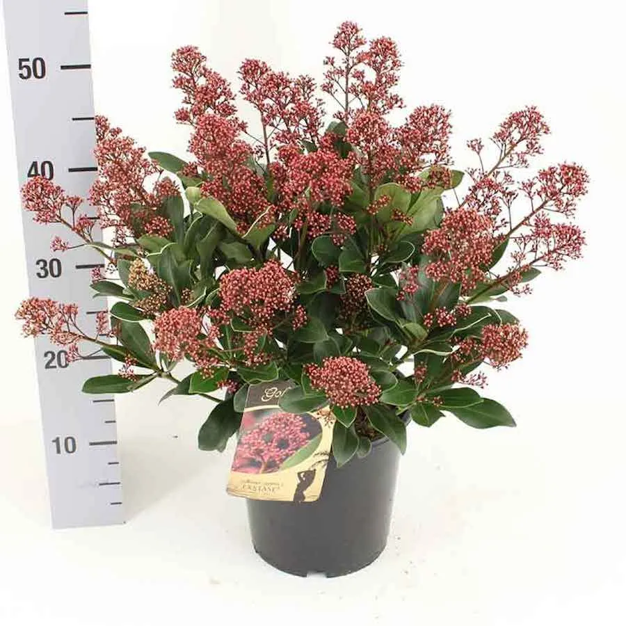 Liliac Japonez - Skimmia japonica ‘Exstase’ flori parfumate