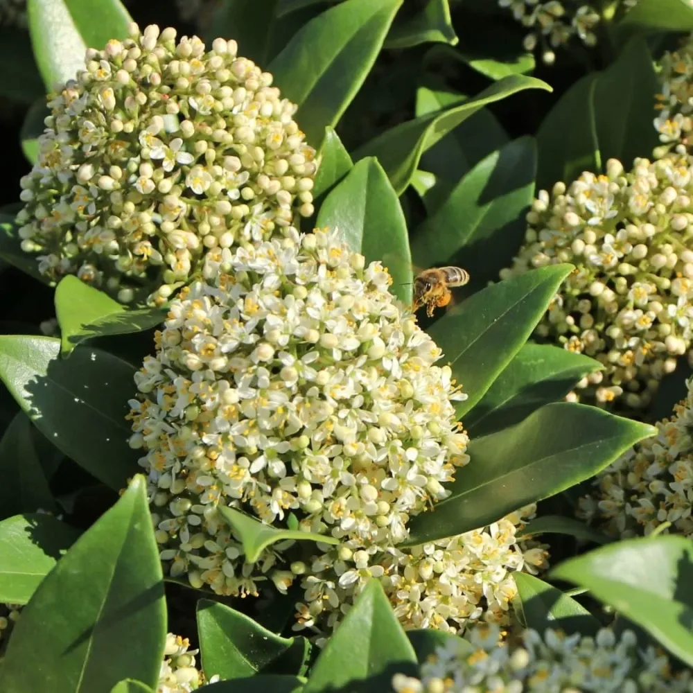 Liliac Japonez - Skimmia japonica 'Fragrant Cloud' - flori parfumate