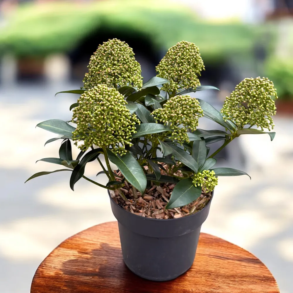 Liliac Japonez - Skimmia japonica 'Fragrant Cloud' - flori parfumate