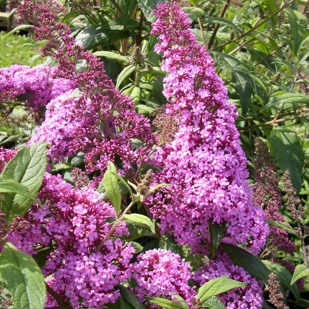 Liliac de vara - Buddleja davidii 'Pink Delight'