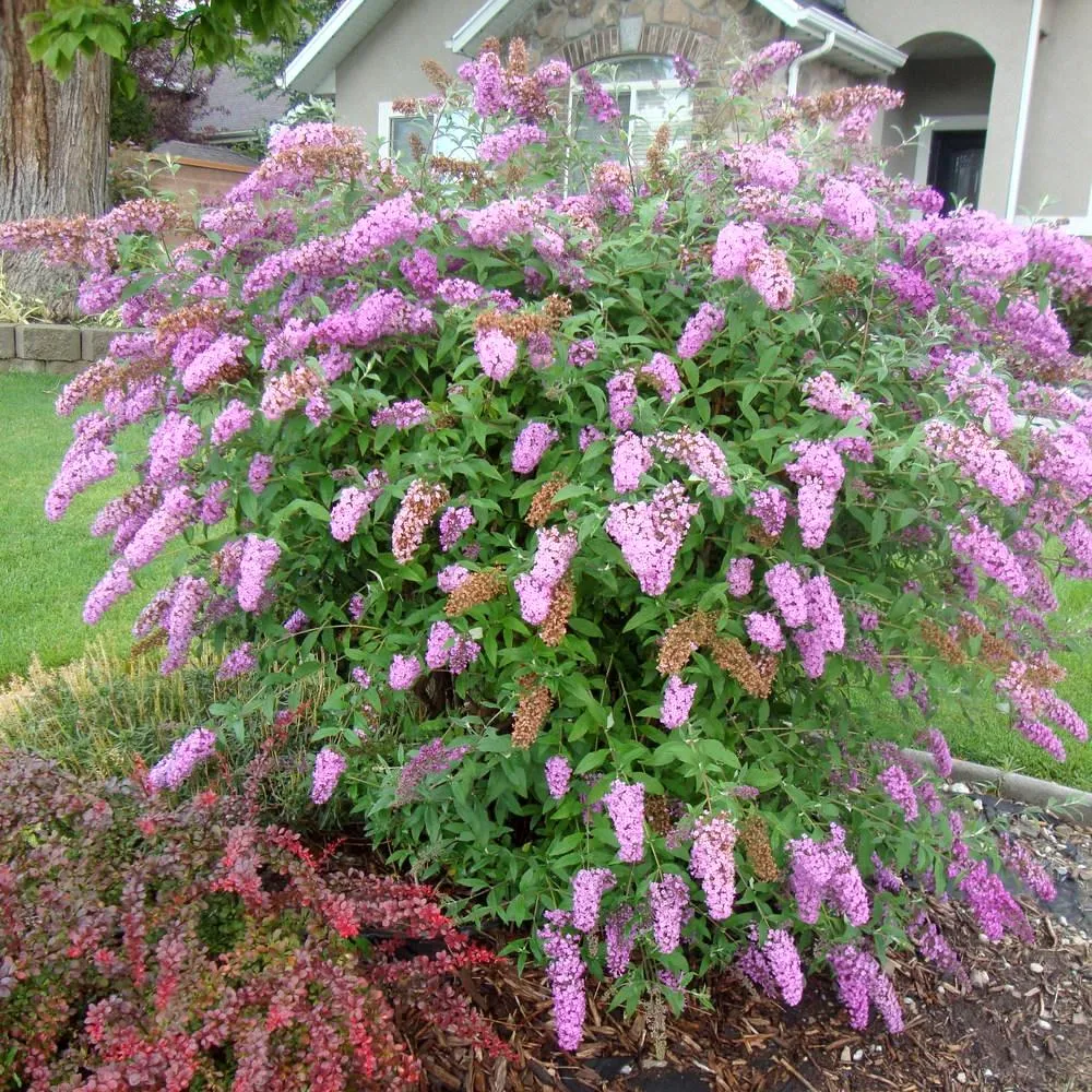 Liliac de vara - Buddleja davidii 'Pink Delight'