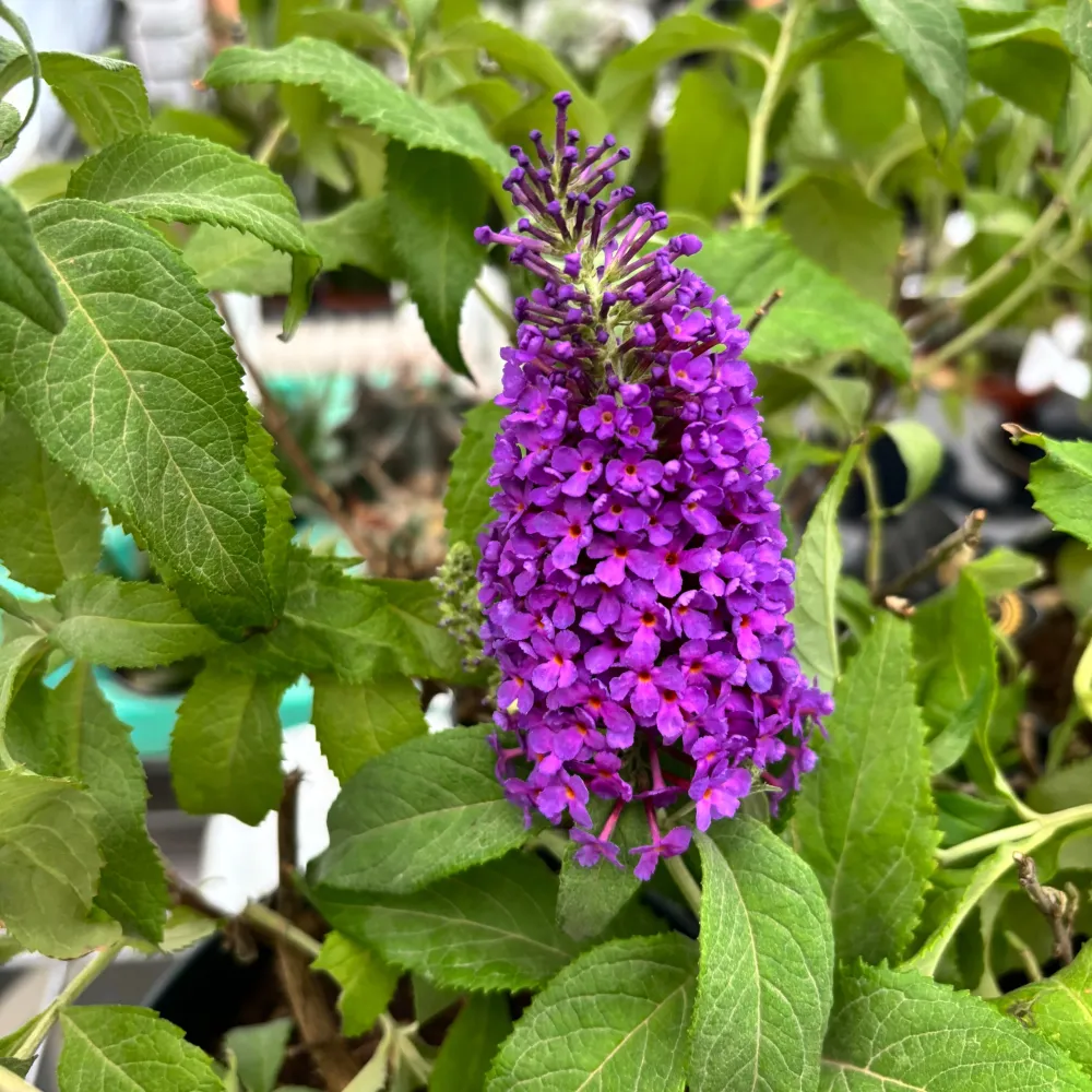 Liliac de vara mix - Buddleja 'Summer Blue'