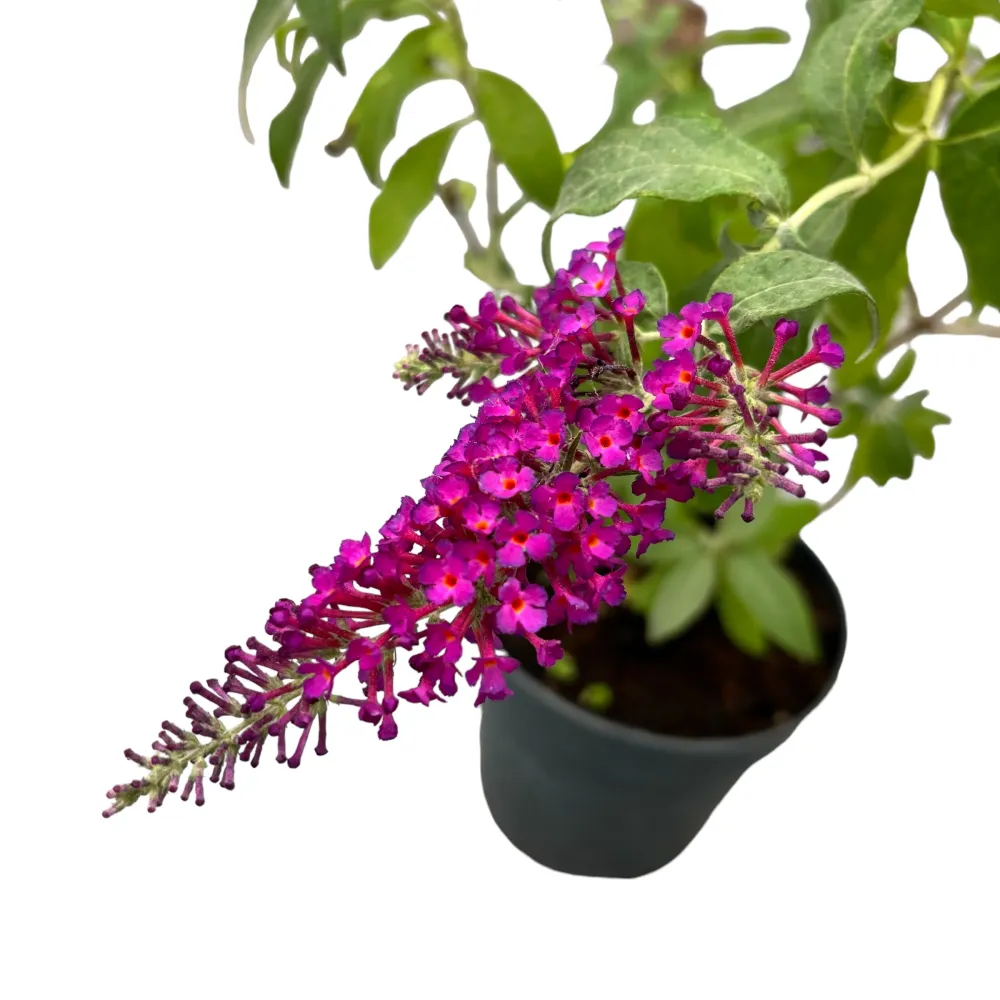 Liliac de vara mix - Buddleja 'Summer Blue'