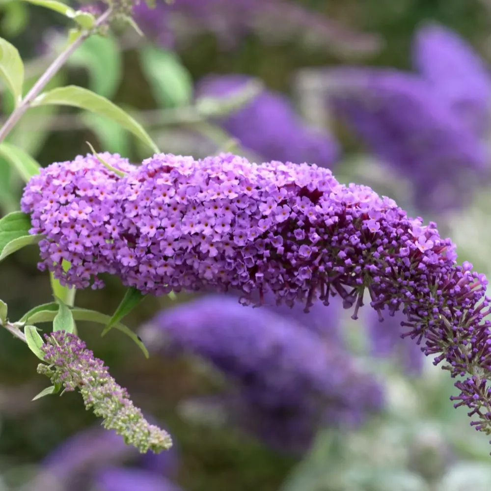 Liliac de vara parfumat - Buddleja davidii 'Ile de France' (Butterfly Bush)