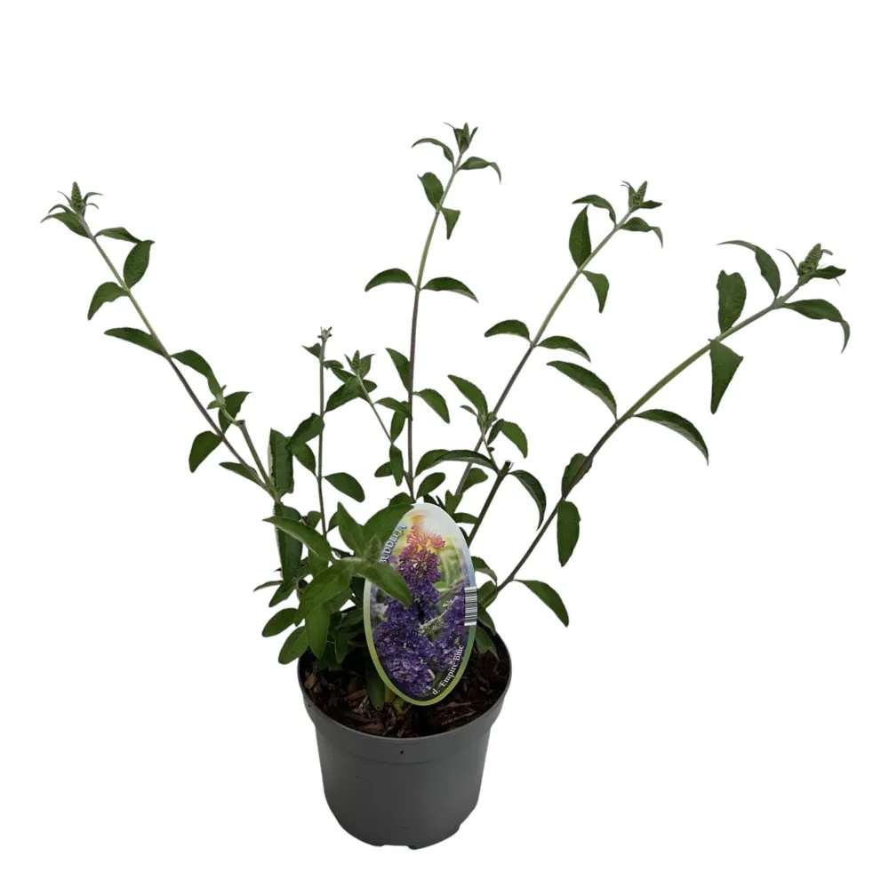 Liliac de vara parfumat - Buddleja davidii 'Ile de France' (Butterfly Bush)