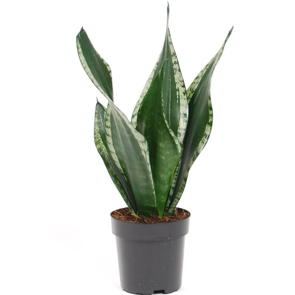 Limba Soacrei Sansevieria Silver Flame, planta suculenta decorativa cu frunze verticale si intretinere usoara - 40 cm