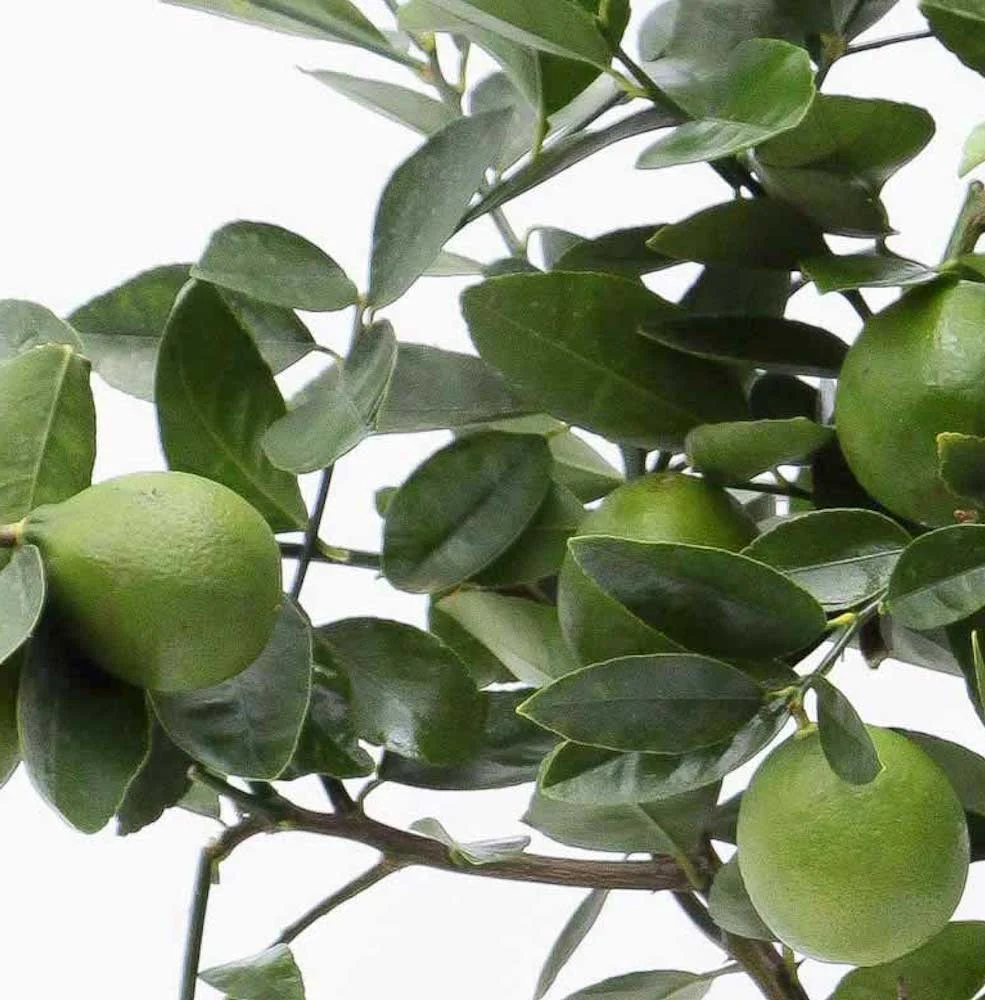Lime pe picior - Citrus aurantifolia 'Tahiti-Lime'