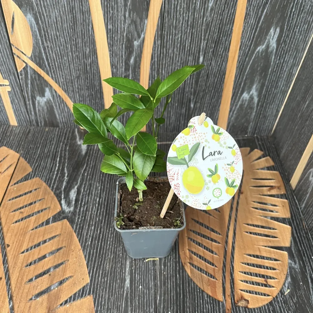 Limequat Lara (lime x kumquat) * exemplare tinere