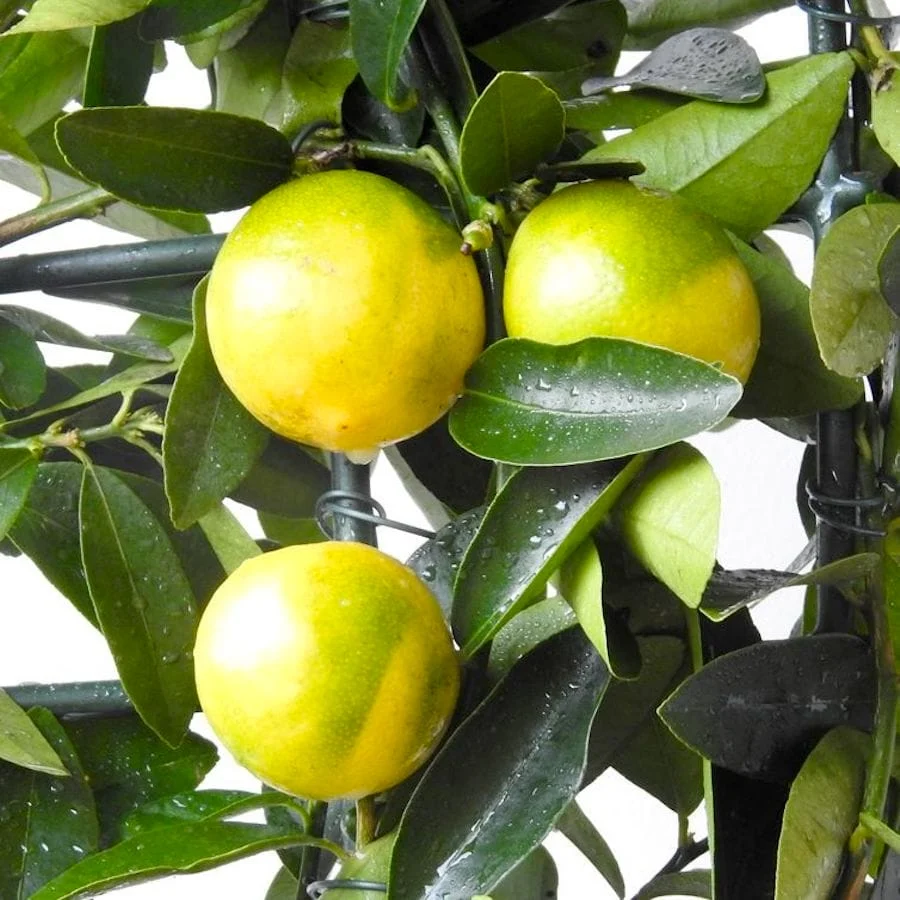 Limequat Lara (lime x kumquat) - pe picior