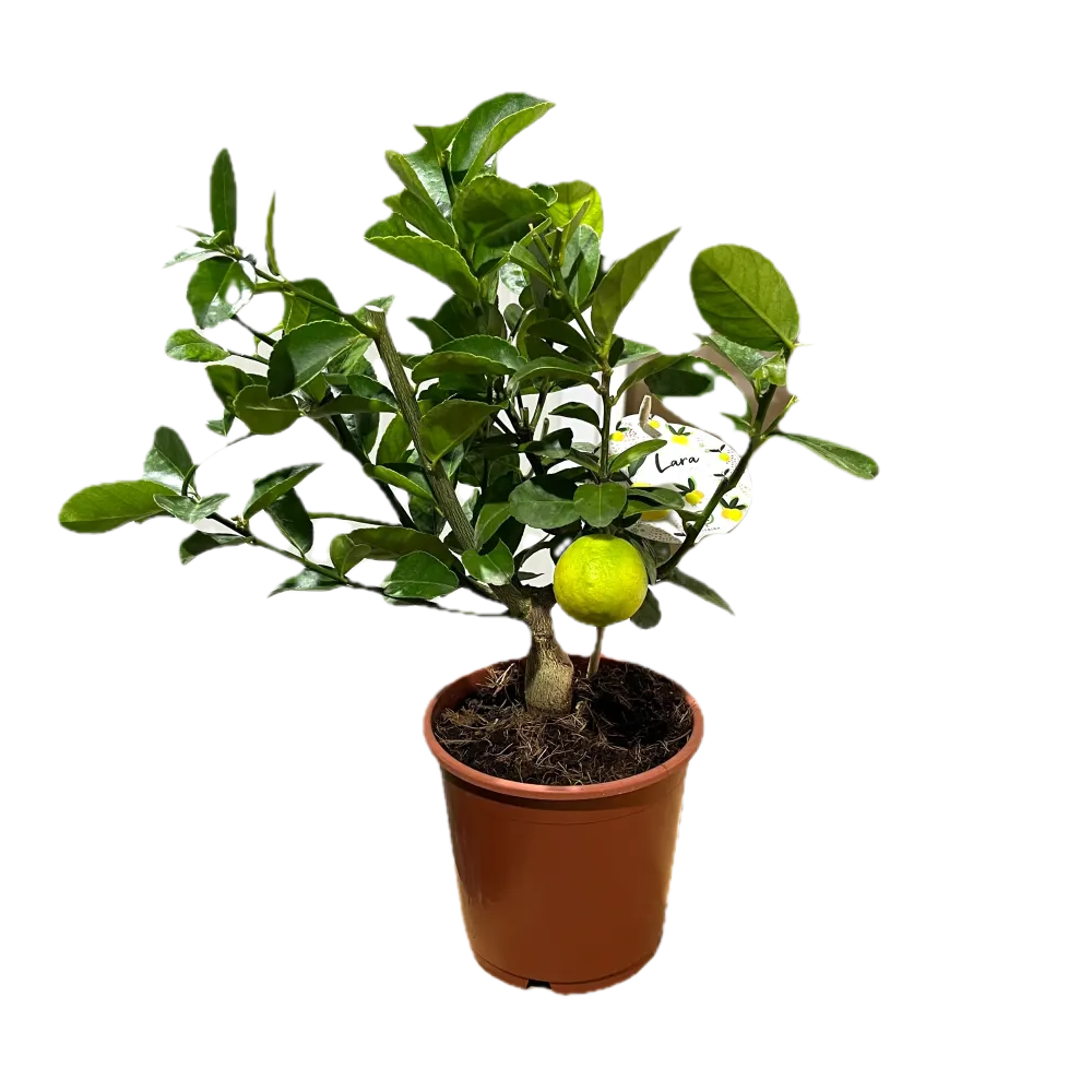 Limequat Lara (lime x kumquat) - pe picior