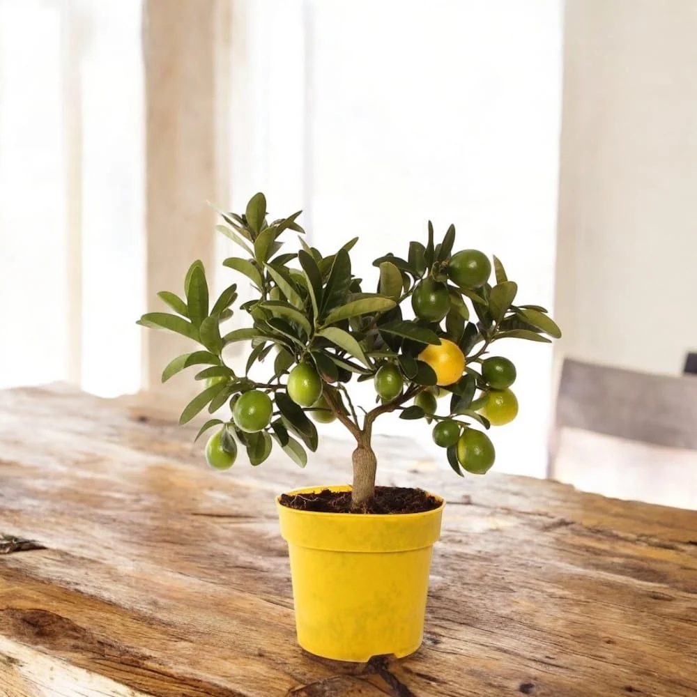 Limequat Lyvia (kumquat x lime) D14