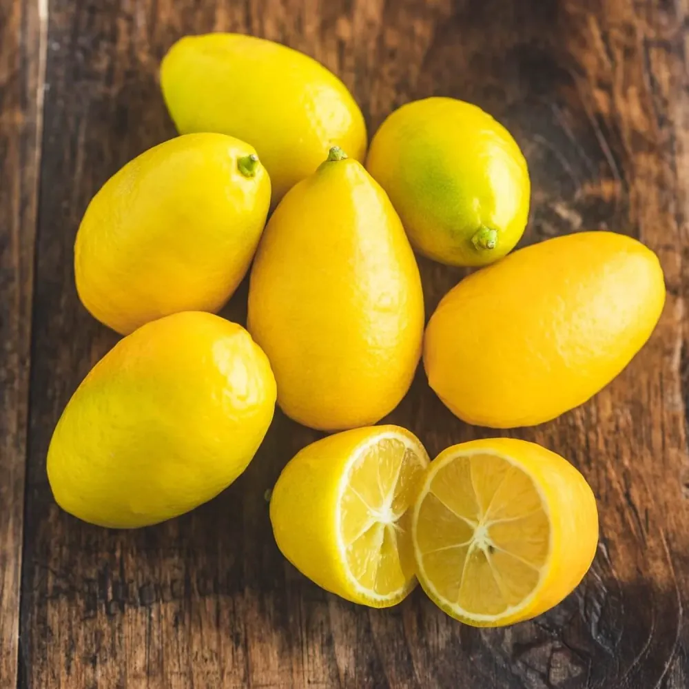 Limequat Lyvia (kumquat x lime) D14