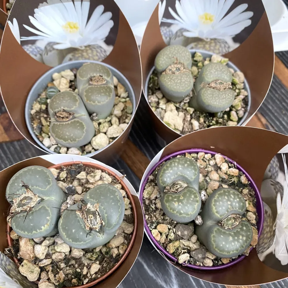 Lithops mix mini - flori albe