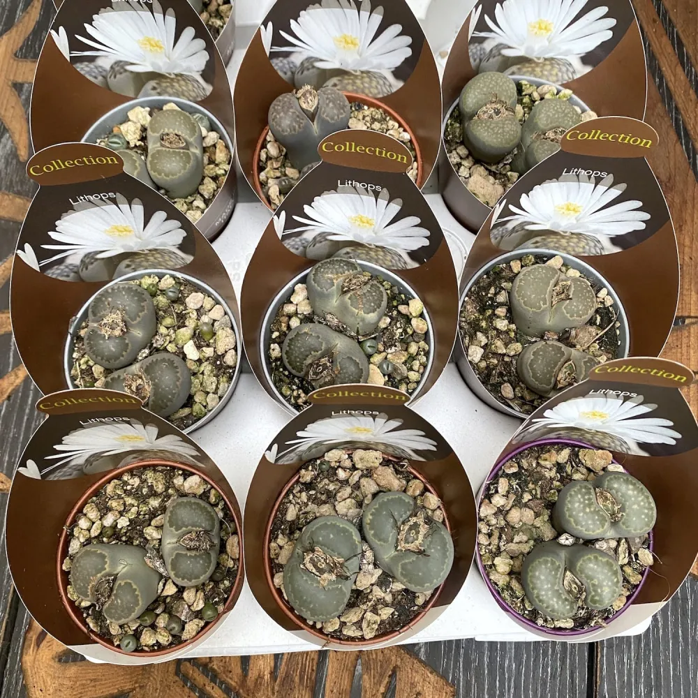 Lithops mix mini - flori albe