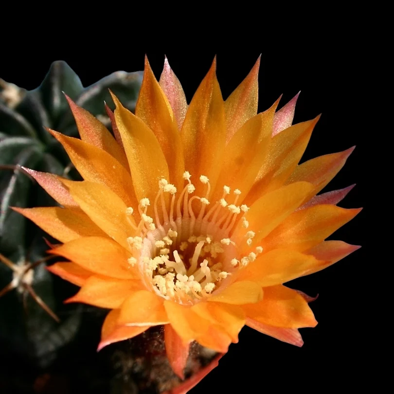 Lobivia akersii - cactus de colectie cu flori tubulare portocalii