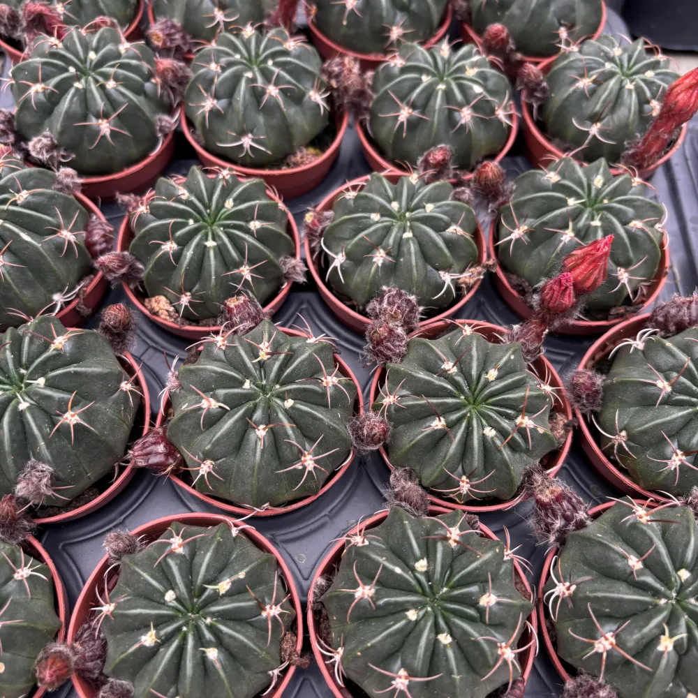 Lobivia akersii - cactus de colectie cu flori tubulare portocalii