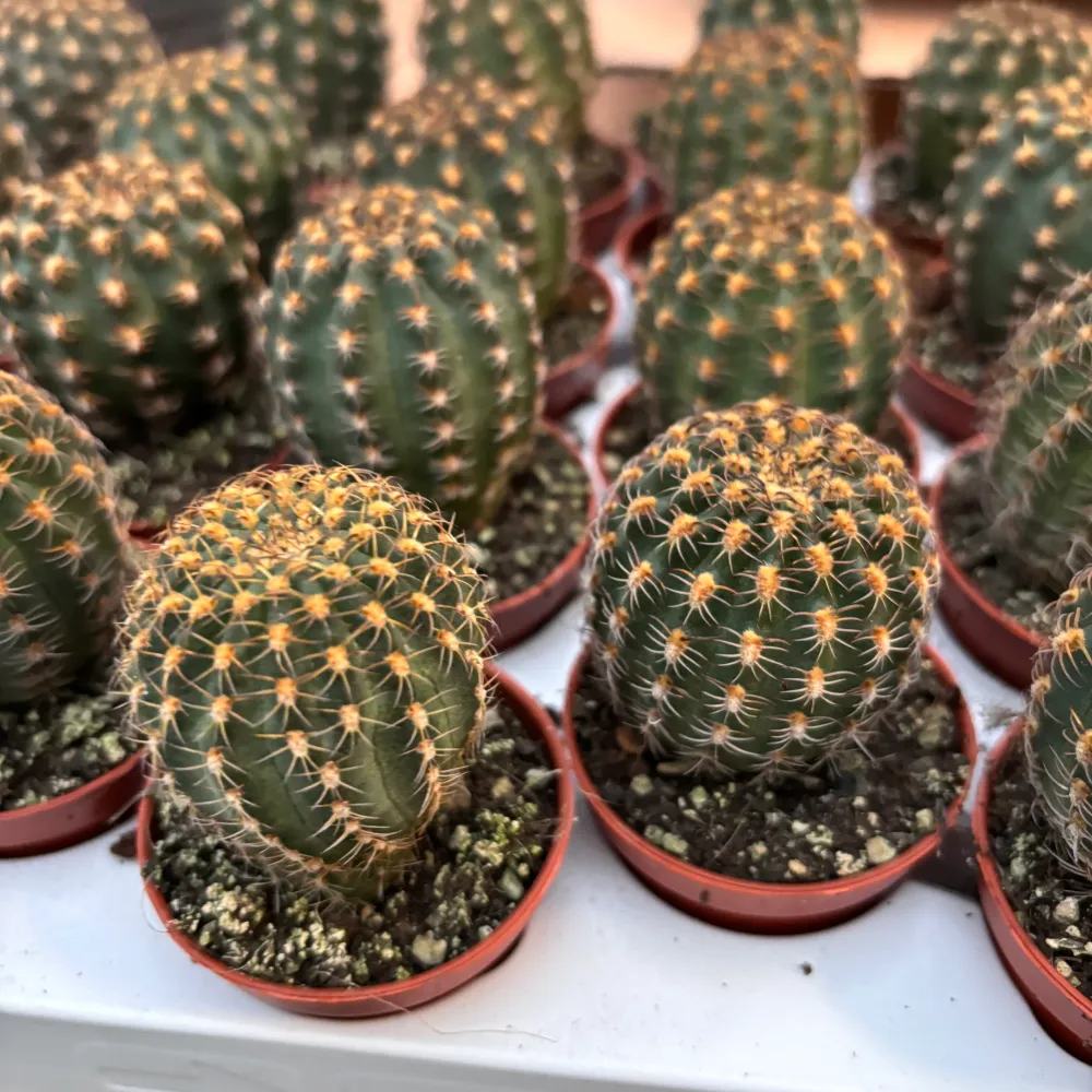 Lobivia Winteriana